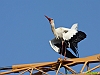 Uccelli ciconiiformi 18 - Cicogna bianca.jpg
